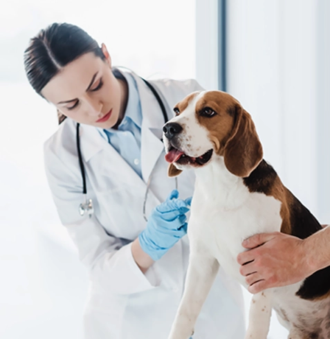 Günyüzü Veteriner